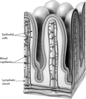 <strong>The function of the structure shown below is ________.  </strong> A)to digest proteins B)to absorb nutrients into the body C)to aid in mechanical digestion of food D)to break fats into smaller droplets <div style=padding-top: 35px> 