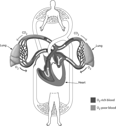 <strong>The following figure illustrates ________. </strong> A)diastolic blood pressure B)systolic blood pressure C)the pulmonary circuit D)the systemic circuit