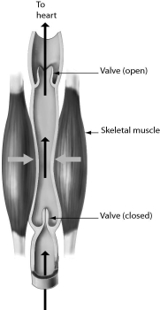 <strong>Please refer to the following art to answer the following questions. The one-way flow of blood in veins is maintained by ________.</strong> A)blood pressure B)muscles pressing against the veins C)their thick walls D)valves