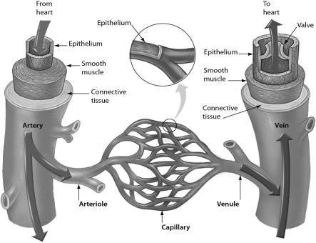 <strong>Please refer to the following art to answer the following questions. Examine the structure of blood vessels in the following figure.Which one of the following has the structure best suited to chemical exchange between the blood and tissues? </strong> A)venule B)capillary C)arteriole D)artery