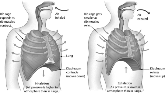 <strong>Examine the figure shown.During negative pressure breathing,________. </strong> A)the diaphragm moves downward and the rib muscles contract,increasing the size of the chest cavity and decreasing the air pressure within the chest cavity B)the nasal cavities expand and the diaphragm relaxes C)the diaphragm and rib muscles contract,decreasing the size of the chest cavity and increasing the pressure within the chest cavity D)the diaphragm moves downward and the rib muscles relax,increasing the size of the chest cavity and decreasing the air pressure within the chest cavity