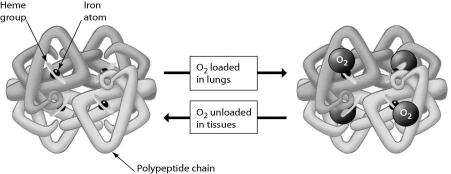 <strong>The figure below shows that ________. </strong> A)hemoglobin can bind to either oxygen or carbon dioxide B)a hemoglobin molecule can bind up to four molecules of oxygen C)a red blood cell contains four hemoglobin molecules D)each iron atom can bind four oxygen molecules