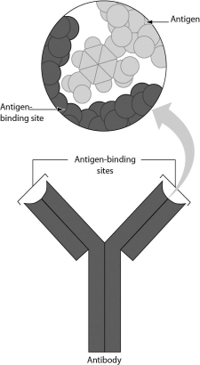 <strong>The figure below shows a Y-shaped antibody molecule.How many antigens can a single antibody molecule bind? </strong> A)one B)two C)three D)four