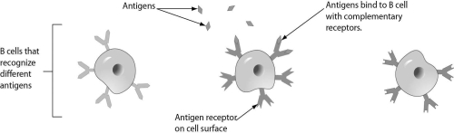 <strong>Three B cells are shown in the figure.Which of these B cells will begin to grow,divide,and differentiate further? </strong> A)only the B cell on the left B)only the B cell in the middle C)only the B cell on the right D)all three B cells