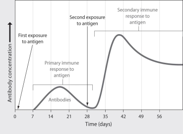 <strong>Suppose that the figure below shows the concentration of antibodies for an antigen produced by Clostridium tetani,a bacterium that causes tetanus.What could trigger the increase in antibody production marked by the arrow? </strong> A)a decrease in antigen concentration B)an increase in histamine production C)an initial exposure to Pseudomonas aeruginosa,a bacterium that causes pneumonia D)a second exposure to Clostridium tetani