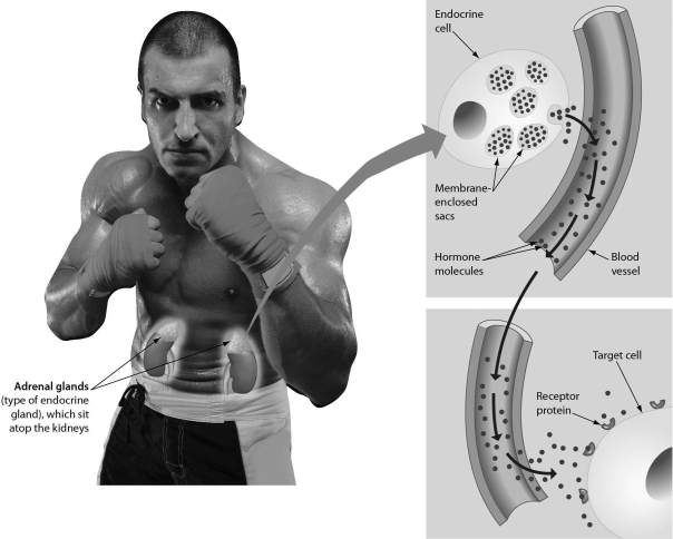 <strong>Please refer to the following art to answer the following questions. Examine the figure below.If blood glucose levels decline,________. </strong> A)the pancreas releases more glucagon,which causes glucose to be released into the blood B)the pancreas releases more insulin,which causes glucose to be released into the blood C)body cells take up more glucose D)liver cells convert glucose to glycogen