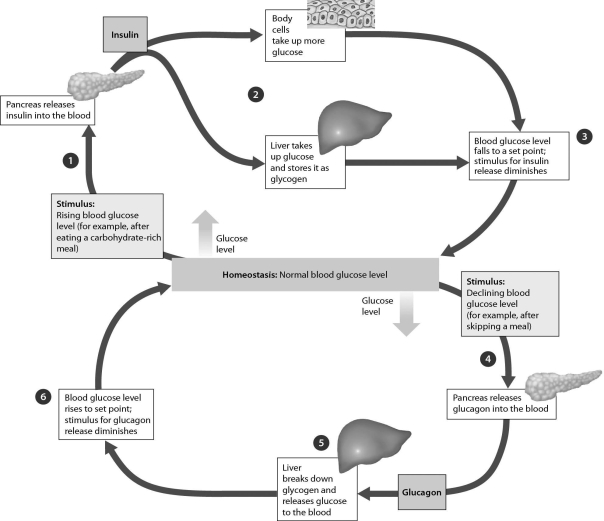 <strong>Please refer to the following art to answer the following questions. Examine the figure below.If blood glucose levels decline,________. </strong> A)the pancreas releases more glucagon,which causes glucose to be released into the blood B)the pancreas releases more insulin,which causes glucose to be released into the blood C)body cells take up more glucose D)liver cells convert glucose to glycogen