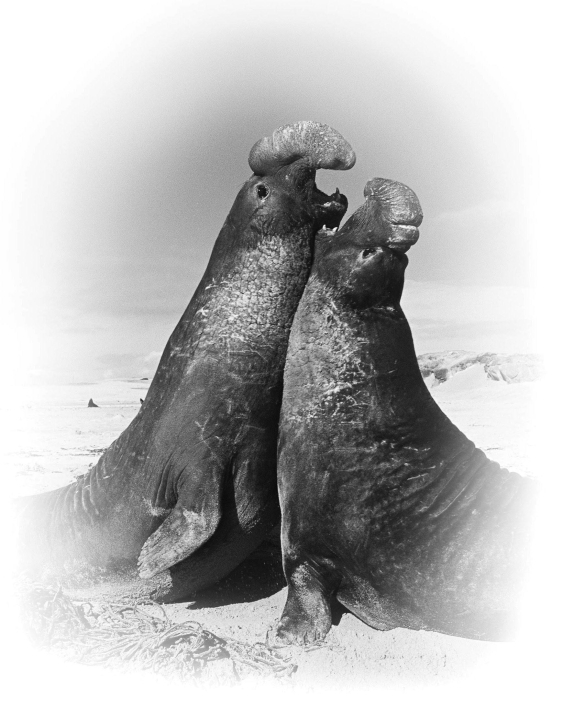 <strong>Please refer to the following art to answer the following questions. Examine the figure below.The behavior exhibited by these elephant seals is promoted by ________. </strong> A)growth hormone,which has brought about full body size B)testosterone,which has brought about sexual maturity C)calcitonin,which has produced strong bones D)antagonistic hormones,which cause aggression