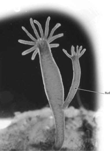 <strong>The animal in the accompanying figure illustrates ________. </strong> A)fission B)regeneration C)asexual reproduction D)growth of male reproductive structures