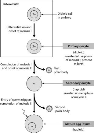 <strong>The figure shows oogenesis.What is the function of the polar bodies that are produced during oogenesis? They are a mechanism that allows for ________. </strong> A)the shedding of excess cytoplasm during the production of a haploid ovum B)the shedding of excess genetic material during the production of a haploid ovum C)the shedding of excess mitochondria during the production of a haploid ovum D)streamlining of the ovum so as to facilitate the penetration of an ovum by a sperm