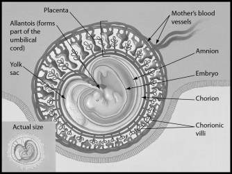 <strong>The figure shows a human embryo 31 days after conception.Which of the following structures is part of the placenta? </strong> A)embryo B)chorion C)amnion D)yolk sac