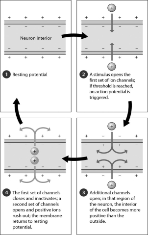 <strong>Examine the figure below.Once an action potential is triggered,________. </strong> A)the interior of the cell becomes positively charged relative to the outside B)the interior of the cell becomes negatively charged relative to the outside C)all ion channels close D)the cell soon reaches threshold
