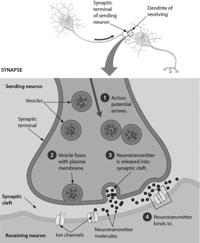 Examine the neurotransmitters in the synapse in the accompanying figure.What might happen to these neurotransmitters after step 4 is complete? The neurotransmitters ________.