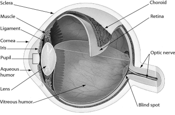 <strong>The figure shows the human eye.Which part of the eye gives the eye its color? </strong> A)sclera B)iris C)pupil D)retina