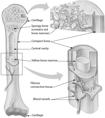 <strong>The figure below shows the structure of an arm bone.Which part of a bone contains stored fat? </strong> A)red bone marrow B)cartilage C)the ends D)yellow bone marrow