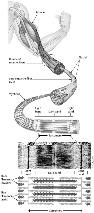 <strong>Examine the structure of a muscle cell in the accompanying figure.Which one of the following statements about muscle structure is TRUE? </strong> A)Each muscle cell has one nucleus. B)Each myofibril consists of many muscle cells. C)Each muscle cell has one sarcomere. D)A sarcomere contains thick and thin filaments.