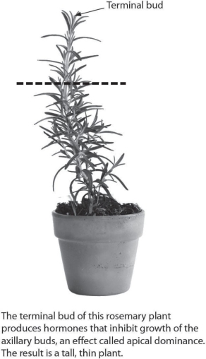 <strong>What is the likely effect of pruning a plant at the dotted line? </strong> A)The plant will grow taller. B)The plant will grow bushier. C)The plant will produce flowers. D)The plant will grow more roots.