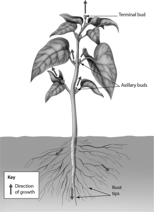 <strong>The arrows in the figure below illustrate ________. </strong> A)germination B)secondary growth C)meiosis D)primary growth