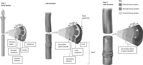 <strong>Examine the figure below.Secondary growth involves cell division in the ________. </strong> A)cork cambium and apical meristem B)vascular cambium and apical meristem C)vascular cambium and cork cambium D)secondary xylem and secondary phloem