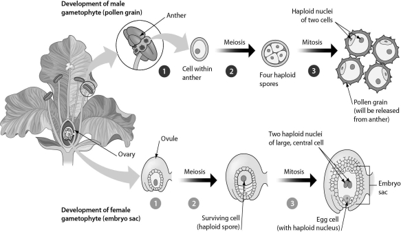 <strong>Examine the figure below.What process has to occur to produce a haploid embryo sac? </strong> A)meiosis B)meiosis followed by mitosis C)mitosis followed by meiosis D)mitosis