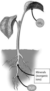 <strong>Examine the figure below.Which of the following is the site of carbon dioxide uptake by a plant? </strong> A)root hairs B)stomata C)rhizomes D)internodes