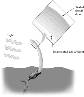 <strong>Examine the figure below.When considering the shaded side of a grass shoot,which of the following best describes why it bends toward the light? </strong> A)Reduction in auxin levels allows gibberellins to promote cell elongation. B)Reduction in gibberellin levels allows auxin to promote cell elongation. C)Increase in auxin levels promotes cell elongation. D)Increase in auxin levels promotes cell proliferation.