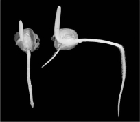 <strong>The figure below shows plants grown in the dark,and illustrates ________ in plants. </strong> A)photoperiod B)gravitropism C)thigmotropism D)phototropism