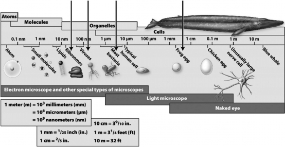The sizes of several biological structures are indicated in the following figure.   Which of the following is the smallest structure you could see with a light microscope?