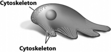 <strong>The cell in the following figure is moving by producing pseudopodia.This type of movement is a result of the reorganization of a certain component of the cytoskeleton (labeled). Some of the various labeled lines in the figure show</strong> A) microtubules elongating at the leading edge of movement. B) microfilaments disassembling at the trailing edge of movement. C) different types of intermediate filaments located in different parts of the cell. D) motor proteins attached to microtubules pushing the plasma membrane forward.