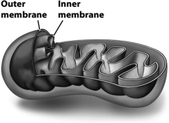 The following figure shows a mitochondrion,emphasizing its inner and outer membranes.   The inner membrane of the mitochondria is thought to have evolved from