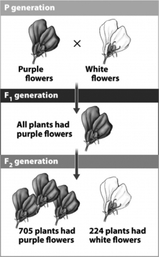 <strong>The following figure shows three generations in one of Mendel's experiments and demonstrates that purple flower color is dominant over white flower color in peas.Which of the following is the best rationale for this conclusion? </strong> A) In the F2 generation, more plants have purple flowers. In any cross, the allele that is most common in the offspring is dominant. B) Members of the F1 generation are heterozygous. Whatever allele is visible in a known heterozygote is considered dominant. C) The stronger-or in this case, darker-allele is always considered dominant. D) An individual allele that produces more offspring gives more alleles to the next generation. As a result, that allele dominates the next generation.