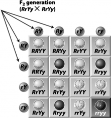 <strong>In the following Punnett square,the lettered circles on the top and left of the square (indicated by the arrows)represent the </strong> A) offspring that will be produced by the cross. B) genotypes of the parents involved in the cross. C) gametes that may be produced by each parent involved in the cross. D) offspring that could be produced by the cross.