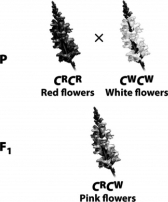 <strong>In the cross depicted in the following illustration,two parent plants,one with red flowers and the other with white flowers,produce pink offspring.The white and red alleles for flower color in this plant exhibit </strong> A) homozygosity. B) codominance. C) pleiotropy. D) incomplete dominance.