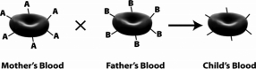 <strong>The following figure depicts red blood cells from a mother,a father,and their child.The mother and father are the biological parents of the child.What is the mother's genotype for ABO blood type? </strong> A) IAIA B) IAIB C) IAi D) ii