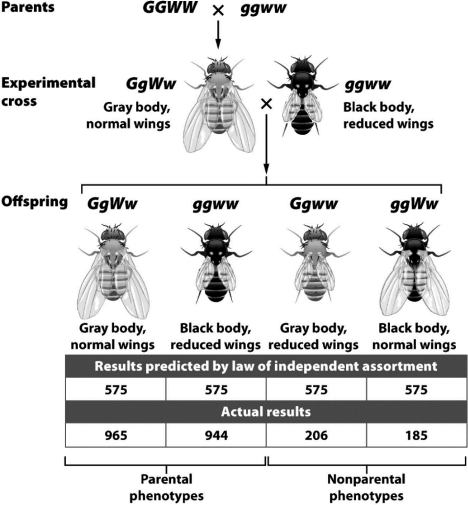 The actual results in the experiment depicted in the following figure differ significantly from the expected results predicted by Mendel's laws because the gene for body color and the gene for wing length