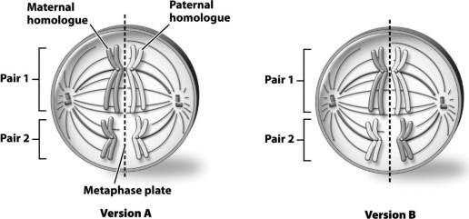 The following diagrams show the same cell,but the homologous pairs are arranged differently in each diagram.The different arrangements of the homologous pairs in version A compared with version B provide an example of the concept of ________.