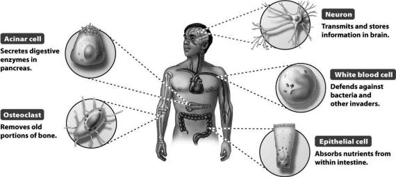 <strong>What is NOT true of the five different cell types from the individual shown in the following figure? </strong> A) They have the same DNA sequence. B) They contain the same genes. C) They express the same genes at the same time. D) They have the same housekeeping genes.