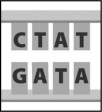 <strong>This figure shows a short sequence of DNA.During DNA replication,the piece of DNA depicted below will produce </strong> A) one single-stranded molecule with the sequence CTAT. B) two single-stranded molecules with the sequence GATA. C) one single-stranded molecule with the sequence CTAT and a separate single-stranded molecule with the sequence GATA. D) two double-stranded molecules that look just like the image above.