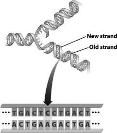 <strong>The following figure illustrates DNA undergoing replication.The region indicated by the arrow in this image represents a </strong> A) single base pair. B) mismatch error. C) deletion. D) transformation.