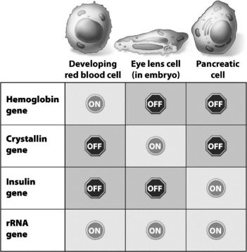 <strong>The following table shows which of these four genes are on or off in three different cell types. Why is the expression of the rRNA gene so different from the expression of the other genes in the table?</strong> A) rRNA is required for the proper functioning of all cells, but the products of the other genes are only essential to the function of one cell type. B) rRNA is easier to produce than the products of the other genes. C) The rRNA gene is found in the genomes of all three cell types, but the other genes are only found in the genomes of their specific cell type. D) rRNA is needed at all stages of the cell cycle, but the products of the other genes are only needed during cell division.