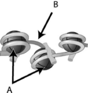 In the following diagram of the bead-on-a-string level of DNA packaging,DNA is indicated by the letter A.