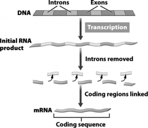 The process depicted in the following figure takes place in  
