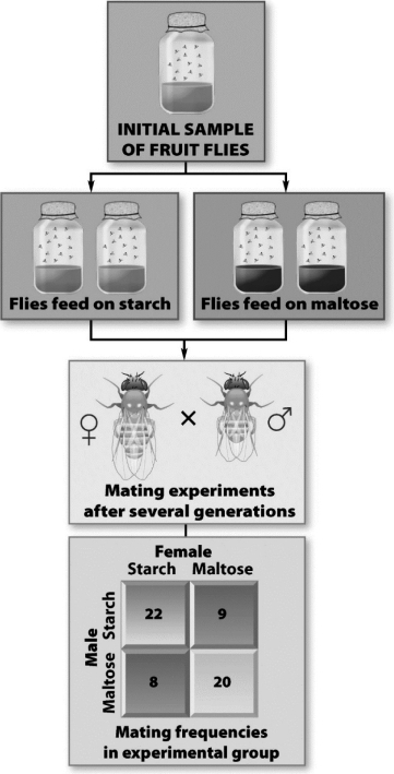 In the following figure,two populations of one species of fruit flies were raised for several generations on different nutrients (starch and maltose).Then the members of the two populations were reintroduced and the mating frequencies of flies from the two different populations were recorded.Which of the following is true?  