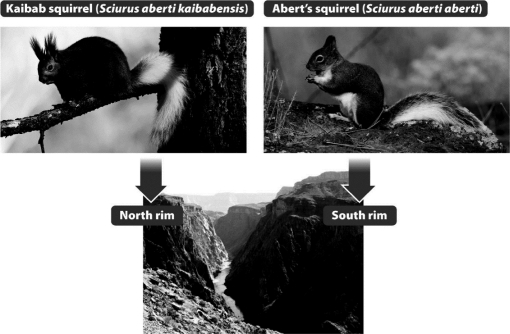 The two squirrel species shown in the following figure arose from the same ancestor.The Kaibab squirrel lives on the north rim of the Grand Canyon and Abert's squirrel lives on the south rim.Which is the most likely explanation for their speciation?  
