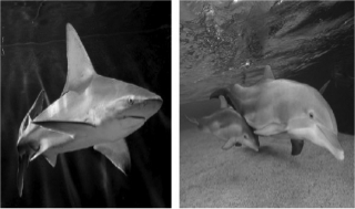 The following pictures show a shark,which is a fish,and a dolphin,which is a mammal.The similar body types of these two species are due to  
