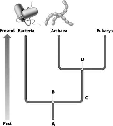 <strong>The following diagram is an evolutionary tree showing the relationship between the three domains.Which letter represents the most recent common ancestor of the Bacteria and Archaea? </strong> A) A B) B C) C D) D