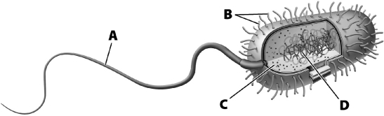 The structure labeled A,below,is cilia,used by both prokaryotes and eukaryotes to move through fluid.