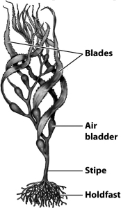 Note the location of the air bladders in the following illustration of the kelp; how might these structures represent an adaptive advantage?