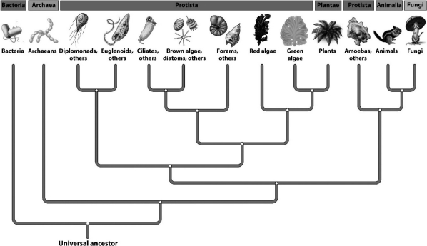 The following evolutionary tree illustrates the hypothesized relationships among the six kingdoms and the three domains. Many biologists have suggested revising the kingdom Protista.One current problem with the protists,as shown in the figure,is that: