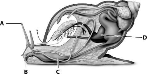 Gastropods make extensive use of the radula; which letter on the following diagram indicates its location?